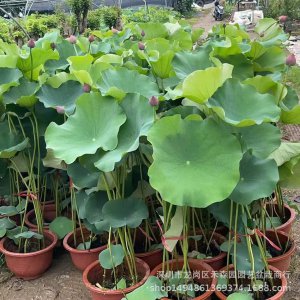 莲藕盆栽的种植方法 种植莲藕的盆栽技巧