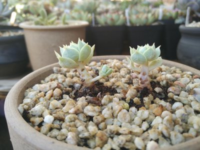夏天容易黑腐的多肉有哪些 夏季易腐烂的多肉植物有哪些？
