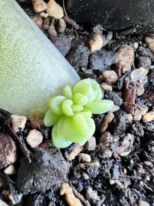 多肉叶插出苗后缀化怎么养护 多肉叶插出苗后如何进行养护管理？