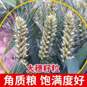 矮杆高产大穗小麦品种 高产大穗矮杆小麦新品种
