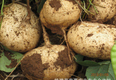 凉薯的别名叫什么名字 凉山药的别名是什么？