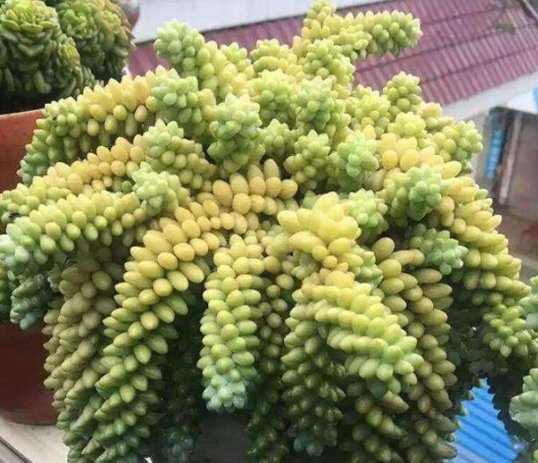 好养又稍耐阴的多肉品种