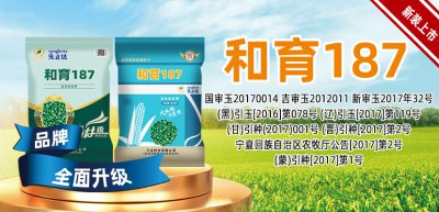 和育187玉米种子介绍 和育187玉米种子简介