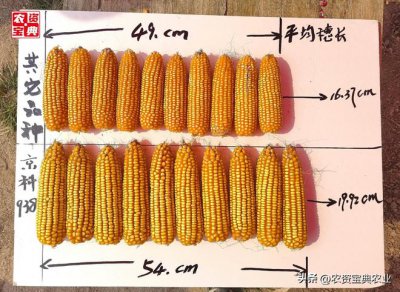 京农玉658玉米品种介绍 京农玉658玉米品种简介