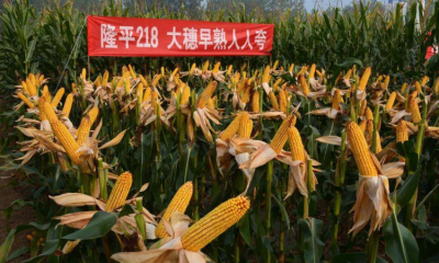 隆平218玉米种介绍 隆平218玉米种特点描述