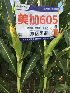 美加605玉米种子简介 605美加玉米种子概述