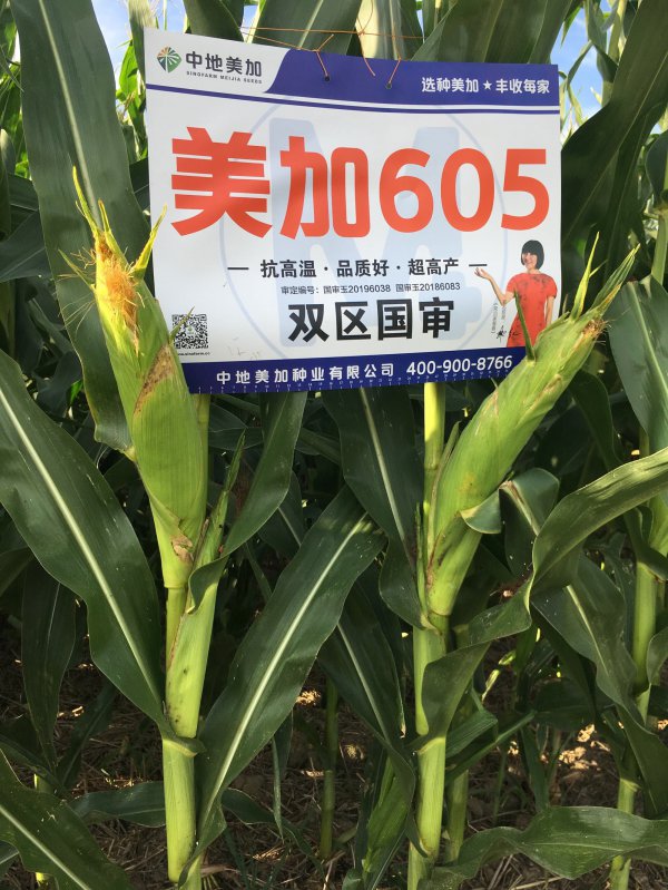 美加605玉米种子简介