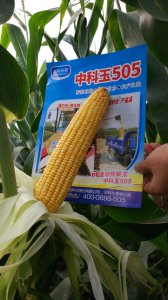 中科玉505玉米种简介 中科玉505玉米种概要