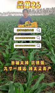 矮杆大棒998玉米种子简介 998玉米种子特点介绍