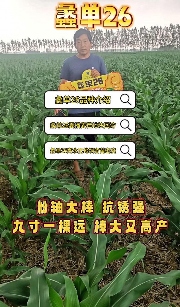矮杆大棒998玉米种子简介