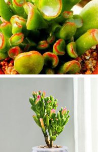 什么多肉植物最好养又好看又香 哪种多肉植物最适合养护美观且芬芳？
