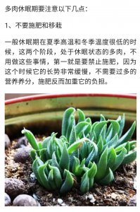 多肉的休眠期通常在什么时候 多肉植物的生长期和休眠期分别在什么时候
