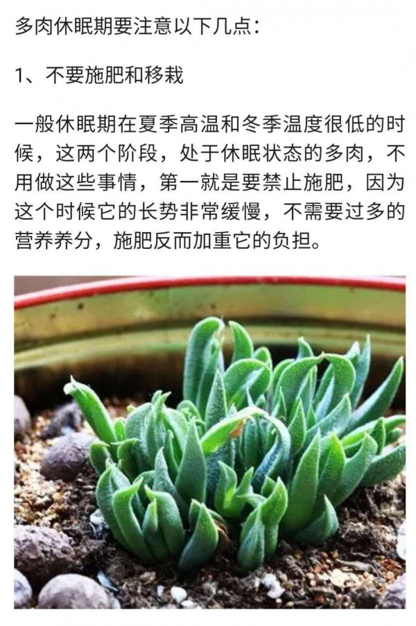 多肉的休眠期通常在什么时候