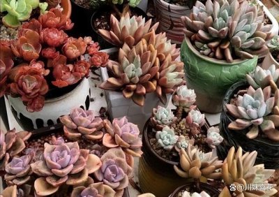 多肉植物冬天怎么养才能安全过冬 不耐寒的品种可区别对待、重点?；?/></i><h2>多肉植物冬天怎么养才能安全过冬 不耐寒的品种可区别对待、重点?；?/h2><p>如果想知道多肉植物冬天怎么养才能安全过冬的花卉养殖相关话题，接下来[绿植迷网]小编就来介绍。多肉植物冬天怎么养才能安全过冬冬季多肉植物生长</p></a></li>
            <li><a href=