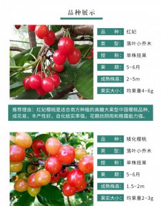 贵妃血桃品种介绍 贵妃血桃品种概述