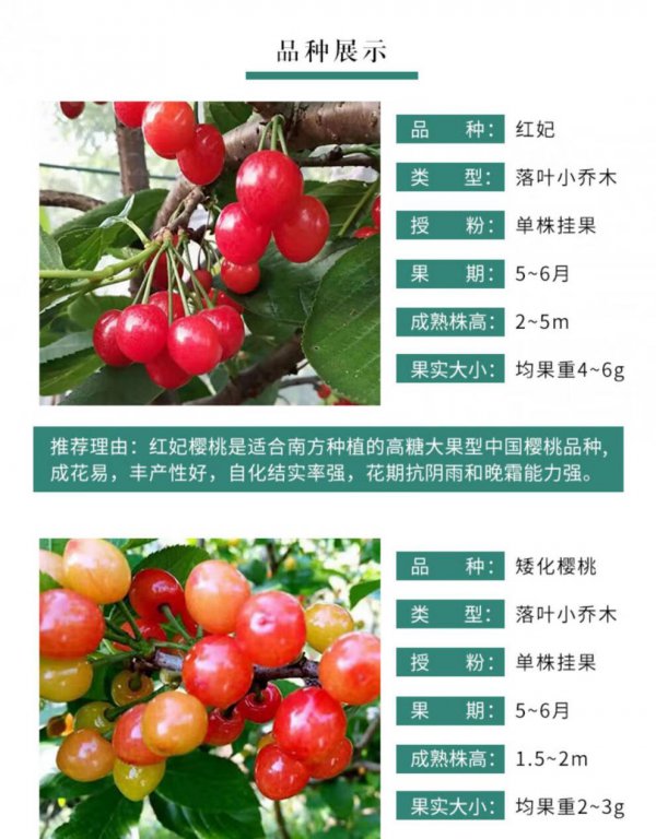 贵妃血桃品种介绍