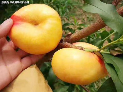 中油蟠9和中油蟠7哪个品种好 中油蟠9和中油蟠7哪个更优？