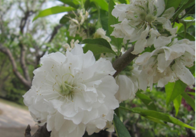 白色桃花是什么品种 白花桃开花颜色及品种介绍