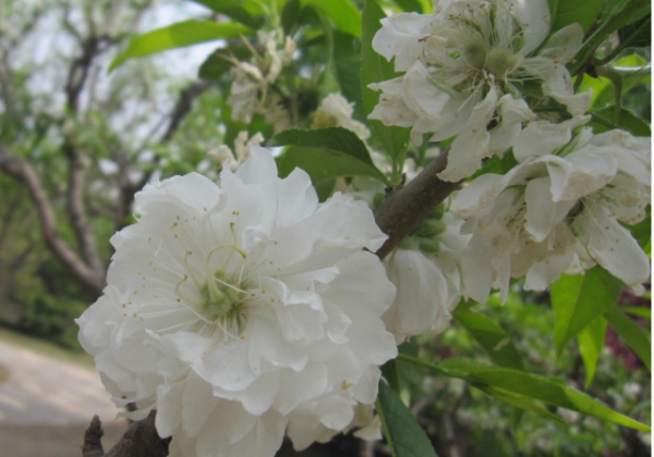 白色桃花是什么品种（白花桃开花颜色及品种介绍