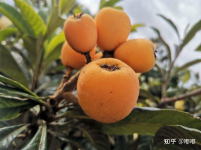 枇杷产地哪里最有名 哪里的枇杷最著名？