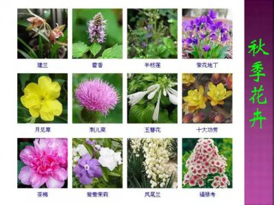 一年四季都开的花有哪些 全年开花植物有哪些？