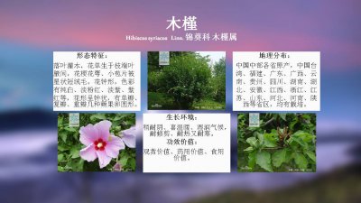 10种植物的特点和生活环境 10种植物的特征和生存地点