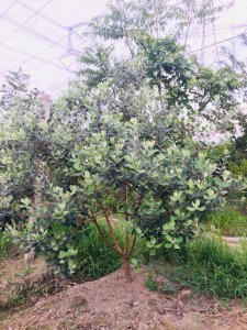 菲油果苗品种介绍 菲律宾油果树品种概览