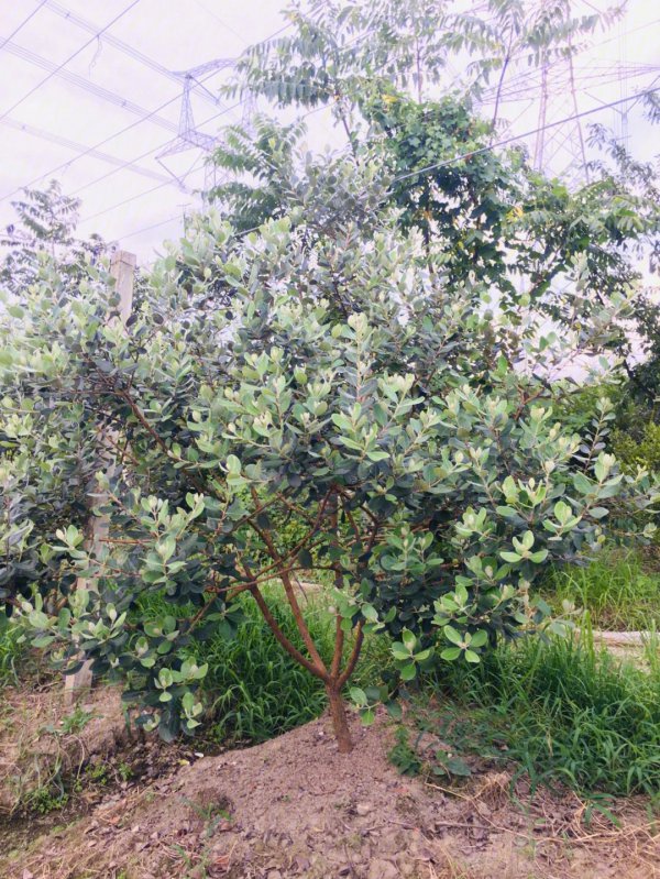 菲油果苗品种介绍