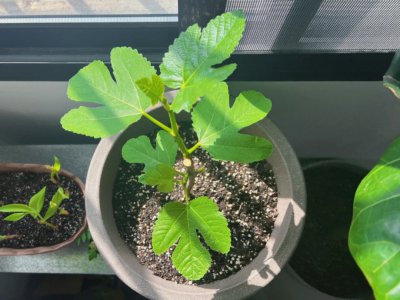 无花果几月份发芽长叶 无花果何时发芽？