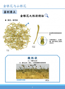金银花和二花的区别 金银花和紫藤花的对比