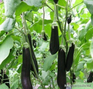 南方春天适合种什么蔬菜 南方春季适宜栽培哪些蔬菜？
