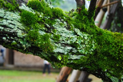 青苔是什么类植物 青苔属于哪一类植物？