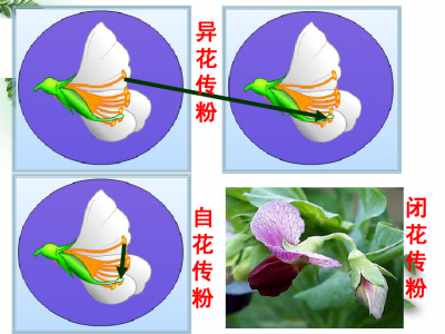 自花传粉和异花传粉的区别及异同点