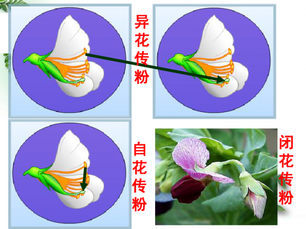 自花传粉和异花传粉的区别及异同点