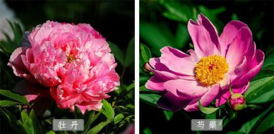 芍药和牡丹的区别关系 芍药与牡丹的异同
