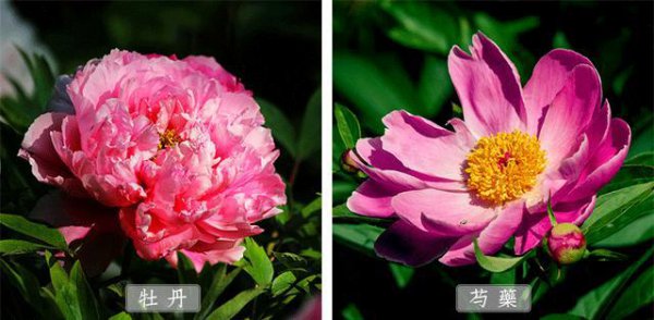 芍药和牡丹的区别关系