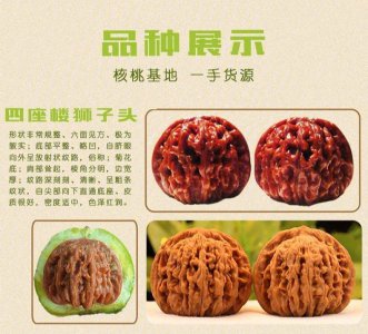 8518核桃品种介绍 8518核桃品种简介