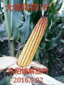 和育187玉米品种简介 和育187玉米品种概况