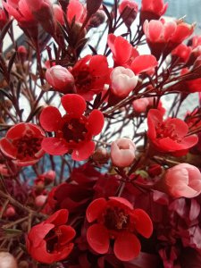 红色腊梅是染色的吗 腊梅花的颜色是染色的吗？