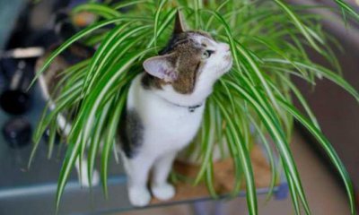 吊兰对猫有毒吗 吊兰对猫是否有害？