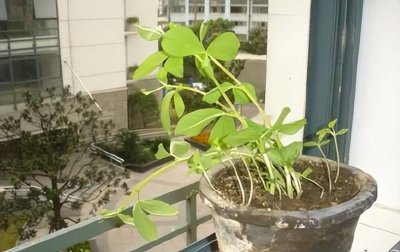 具有向光性的植物有哪些 哪些植物具有光感性？
