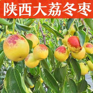 绿色的水果像大枣像苹果一样 绿色水果大枣和苹果
