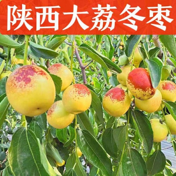 绿色的水果像大枣像苹果一样