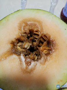 哈密瓜放了一个月了还能吃吗 哈密瓜保鲜一个月后还安全食用吗？