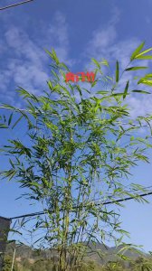 十大名贵竹子品种有哪些 具备高价值的十种竹子品种有哪些？