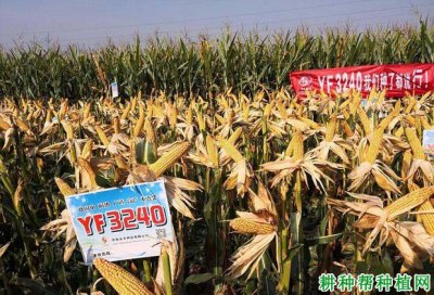 yf3240玉米种子简介 yf3240玉米种子概要