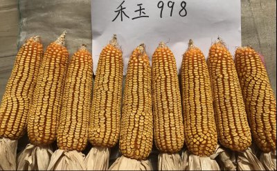 丰大611玉米种子怎么样 丰大611玉米种子的品质如何？