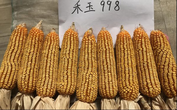 丰大611玉米种子怎么样