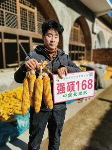 强硕168玉米品种介绍 强硕168 玉米品种概述