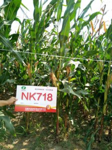 nk718玉米新品种介绍 nk718玉米新品种特点解读